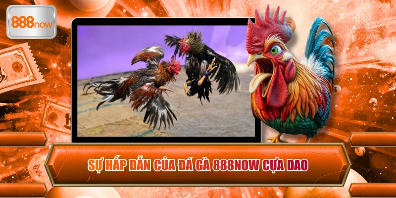 Trải nghiệm giải trí kiếm thường tiềm năng cùng Đá gà 888now cựa sắt