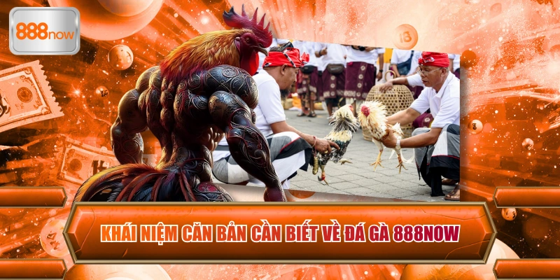 Giới thiệu sơ lược lĩnh vực chọi gà đẳng cấp đến từ sân chơi 888now